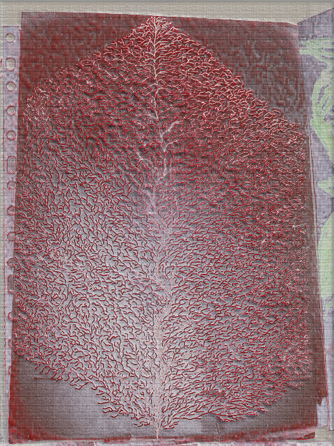 venas de hoja2