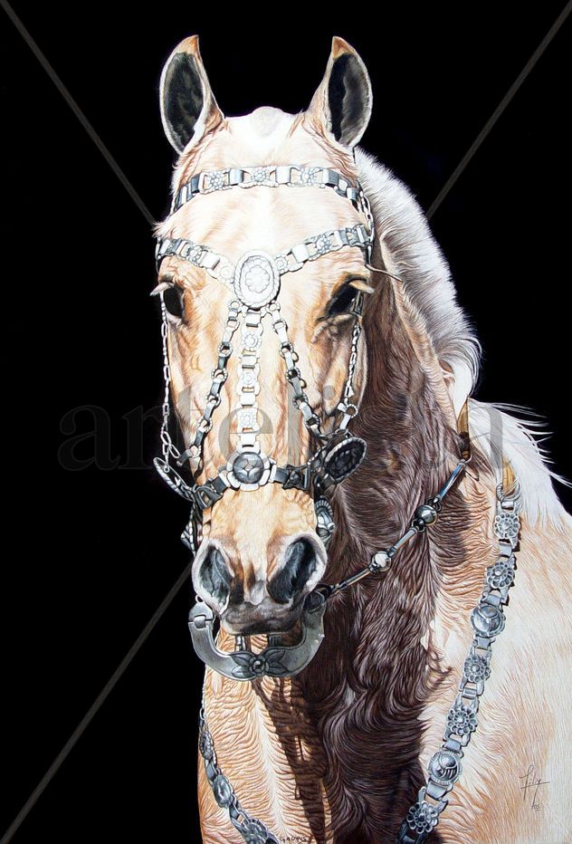 Criollo VI