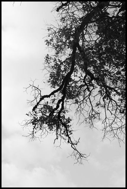 Blanco y negro