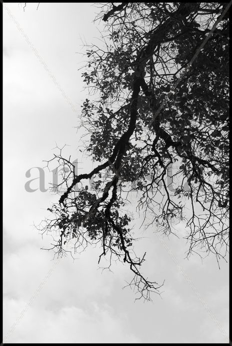 Blanco y negro