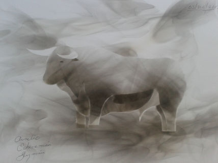 Toro