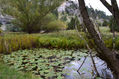 NENUFARES EN EL CAÑON