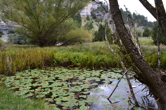 NENUFARES EN EL CAÑON Nature Color (Digital)