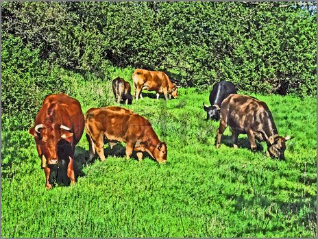 Vacas pastando