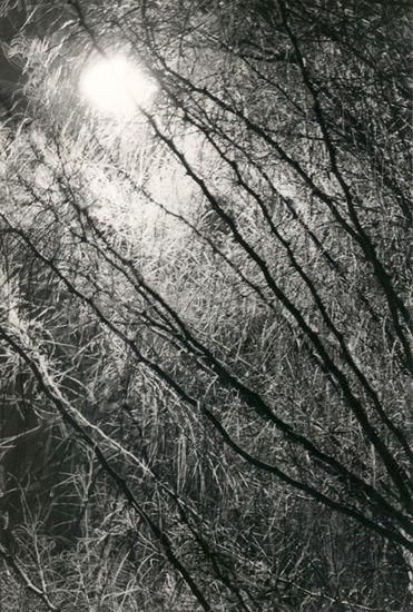 Arbol Nocturno 2 Nature Black and White (Manual)