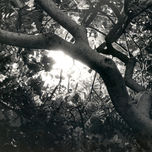 Árboles nocturnos thumbnail 2