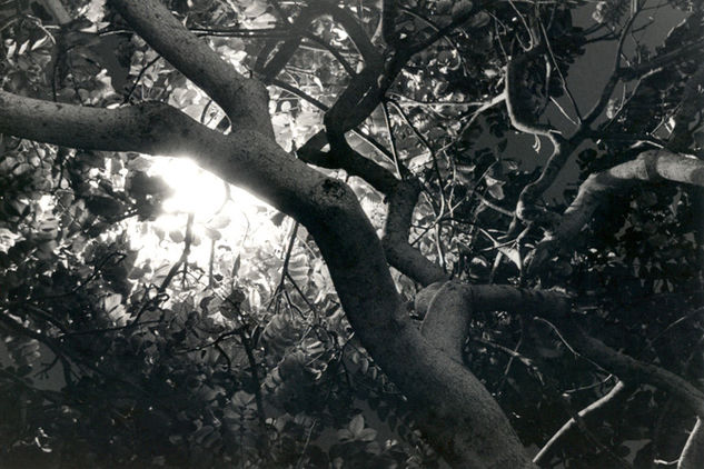 Arbol Nocturno 3 Nature Black and White (Manual)