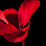 naturaleza thumbnail 2