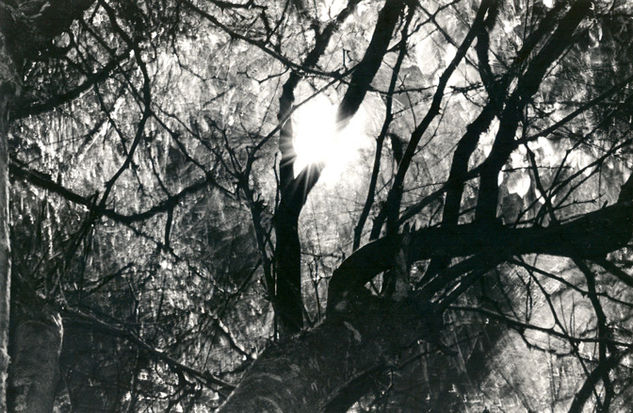 Arbol Nocturno 4 Nature Black and White (Manual)