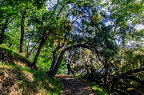 Forest path/ Pista...