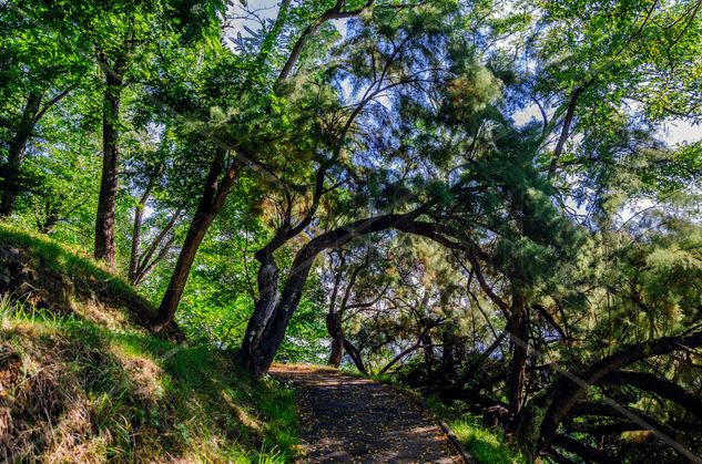 Forest path/ Pista forestal Nature Color (Digital)