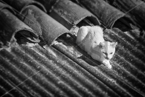 Gato sobre Tejado
