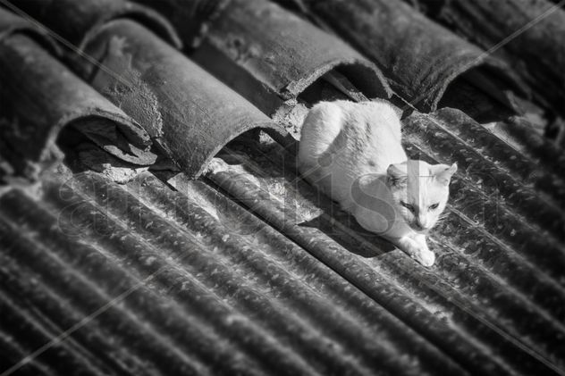 Gato sobre Tejado
