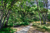 Forest path/ Camino...