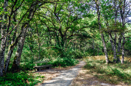 Forest path/ Camino...