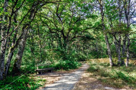 Forest path/ Camino...