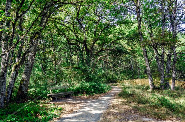 Forest path/ Camino de bosque