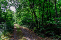 Road in the forest/...