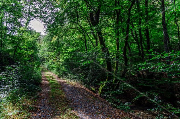 Road in the forest/ Camino en el bosque Naturaleza Color (Digital)