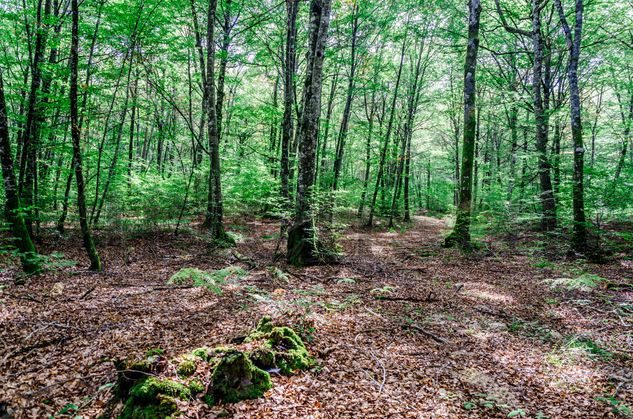 Into the forest/ En el bosque Naturaleza Color (Digital)