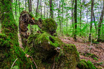 Old stump/ Viejo tocón