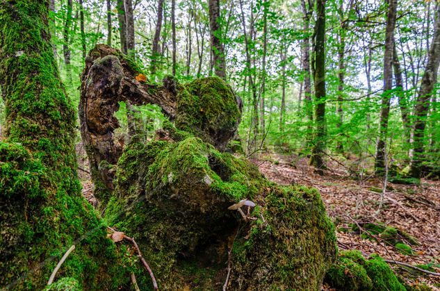 Old stump/ Viejo tocón Nature Color (Digital)