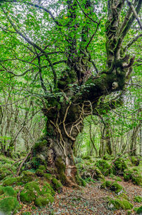 Old tree/ Viejo árbol