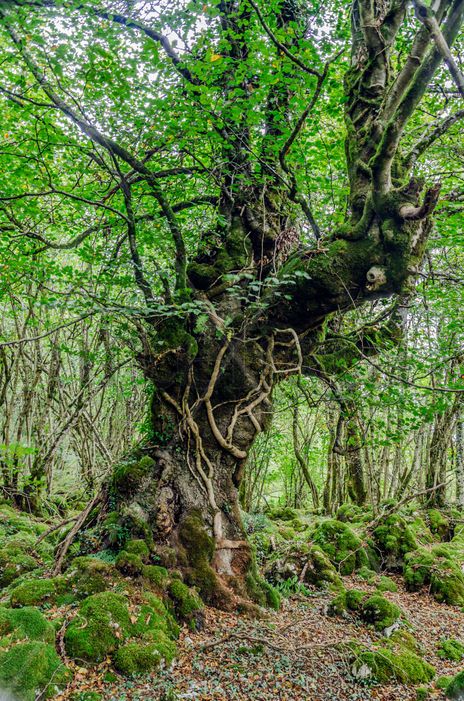 Old tree/ Viejo árbol