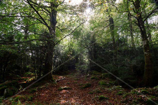 Shadow forest/ Bosque Sombra