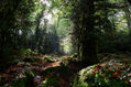 Shadow forest/ Bosque Sombra