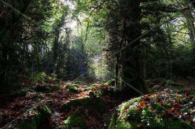 Shadow forest/ Bosque Sombra