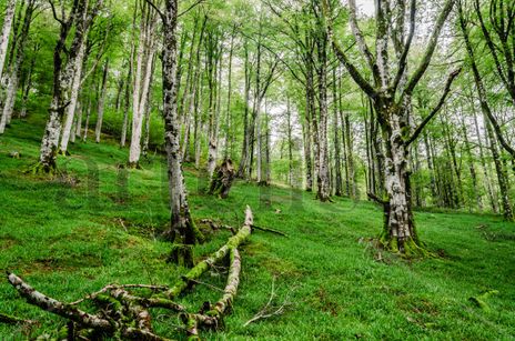 Forest/ Bosque