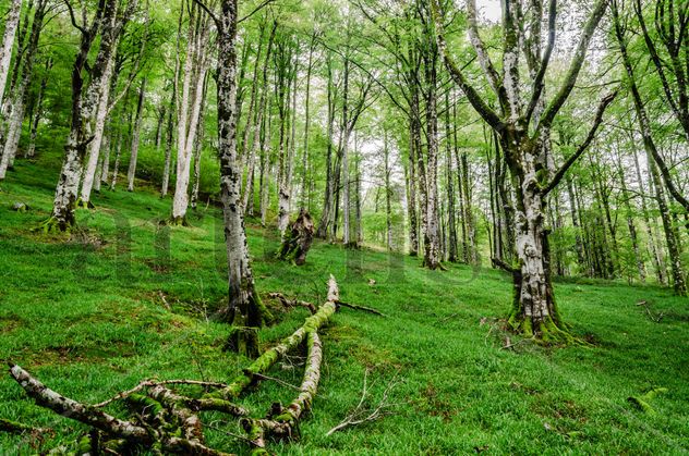 Forest/ Bosque