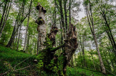 Forest/ Bosque
