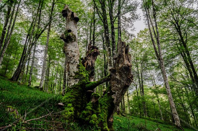 Forest/ Bosque