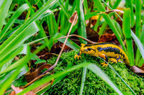 Yellow salamander/...