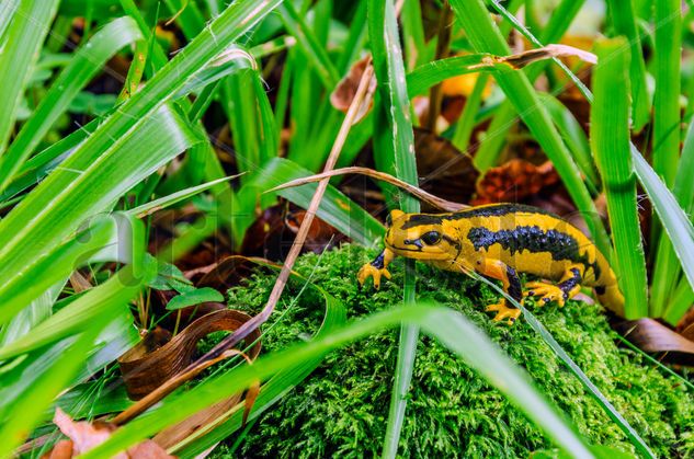 Yellow salamander/ Salamander amarillo Naturaleza Color (Digital)