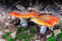 Tasty mushrooms/...