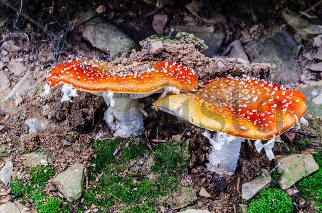 Tasty mushrooms/ Sabrosas setas Nature Color (Digital)