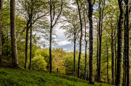 Forest/ Bosque