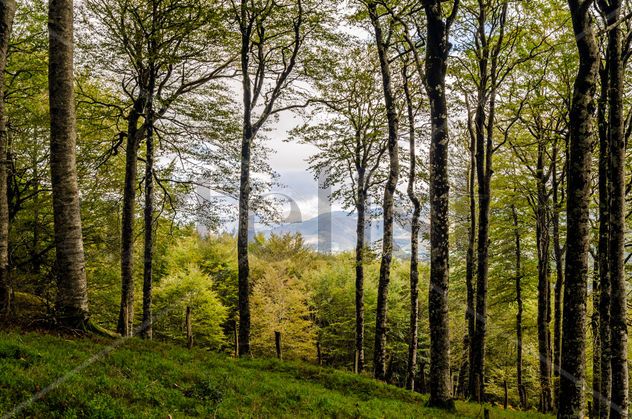 Forest/ Bosque