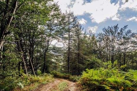 Forest path/ Pista...