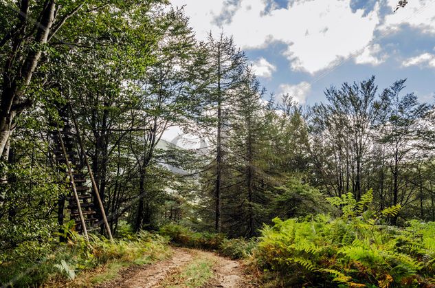 Forest path/ Pista forestal Nature Color (Digital)