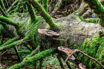 Wooden mushrooms/...