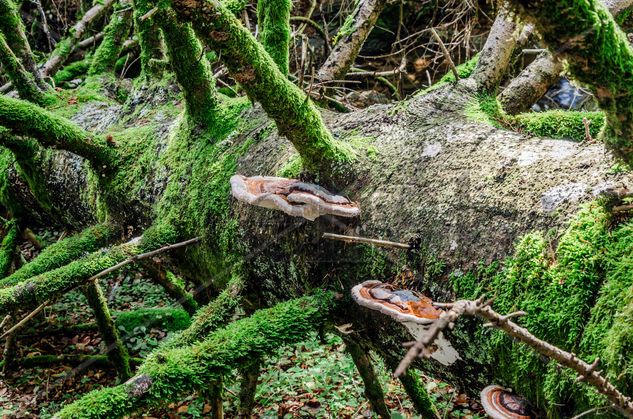 Wooden mushrooms/ De setas de madera Nature Color (Digital)