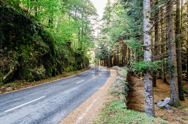 Road into the forest/ Camino en el bosque Nature Color (Digital)