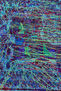 Animal portatil