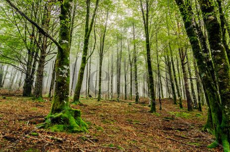 Forest/ Bosque