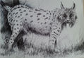 Lince