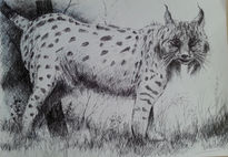 Lince